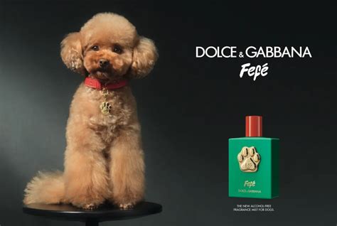 perfume fe|fefe perfume for dogs.